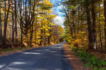 Naklejka na ściany i meble dirt road in autumn forest