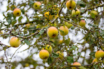 Yellow ripe apples on tree in autumn_