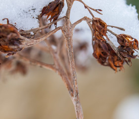 The first snow lies on a dried flower branch