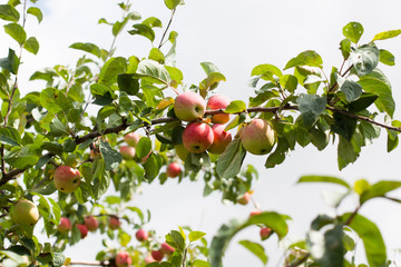 red apples on a branch