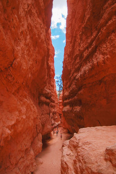 Beautiful Bryce Canyon National Park in Utah, USA. Orange rocks, blue sky. Giant natural amphitheaters and hoodoos formations. Great panoramic views from vista points and breathtaking adventure.