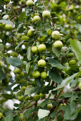 green apples on tree
