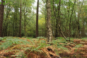 Der naturbelassene Wald