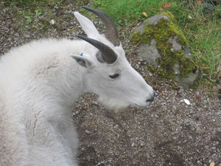 portrait of a goat