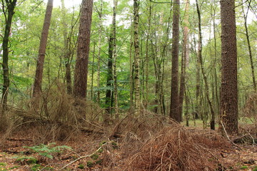 Der naturbelassene Wald