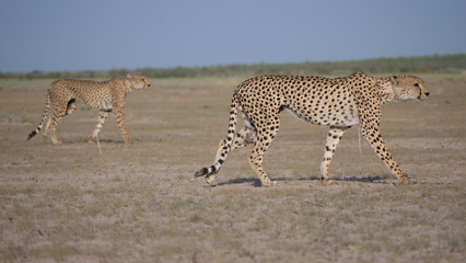 Obraz na płótnie Canvas Two Cheetahs at Central Kalahari Game Reserve