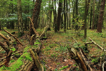 Der naturbelassene Wald
