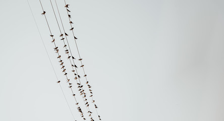 Hirondelles sur fils © Montes Philippe