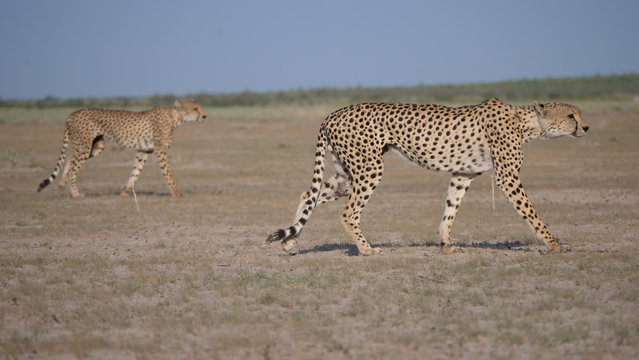 Two Cheetahs At Central Kalahari Game Reserve