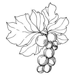 Vector Grape berry healthy food. Black and white engraved ink art. Isolated grapes illustration element.