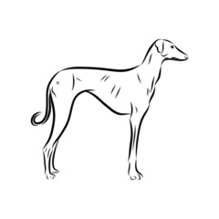 black silhouette of a dog, azawaoh hound breed dog sketch 