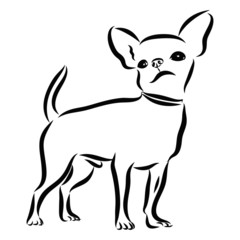 vector illustration of a dog, chihuahua sketch 