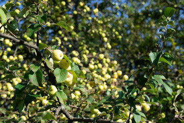 Wild green apples on a branch against a blue sky. A branch of apple trees with apples.