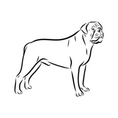 vector image of a dog, bull mastiff sketch 