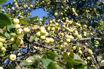 Wild green apples on a branch against a blue sky. A branch of apple trees with apples.