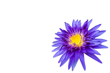 Obraz premium Purple waterlily isolated on white background