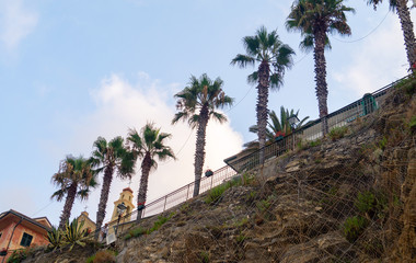 Fototapeta na wymiar Palms on a cliff along a street in Bogliasco, Italy