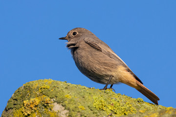 Portrait of a Black redstart perched on roof in germany