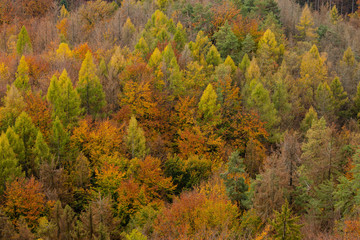 Fototapeta premium Fall colorful trees