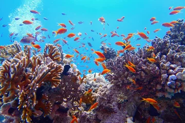 Fotobehang Prachtig tropisch koraalrif met ondiepte of rode koraalvis Anthias © Tunatura
