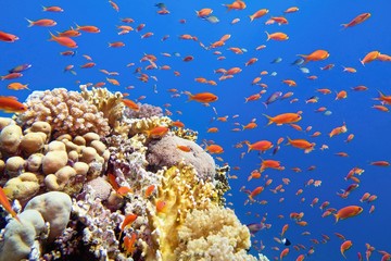 Beautiful tropical coral reef with shoal or red coral fish Anthias