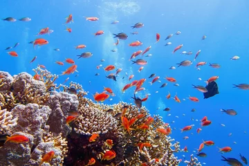 Foto op Canvas Beautiful tropical coral reef with shoal or red coral fish Anthias © Tunatura