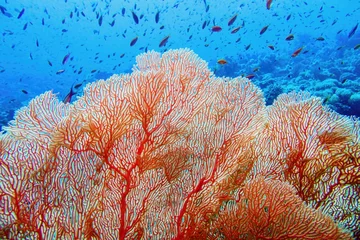 Fotobehang Organische textuur van Pink Sea Fan of Gorgonia Coral (Annella Mollis) © Tunatura