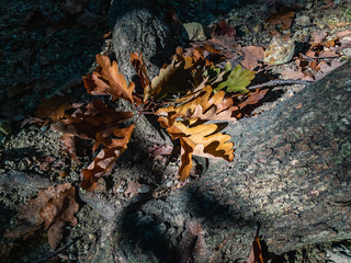 Fallen yellow-orange oak leaves on stony soil at the texture roots of a tree illuminated by the autumn sun.