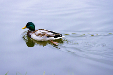 Single brown wild male mallard duck swimming on the water on the background of the water surface