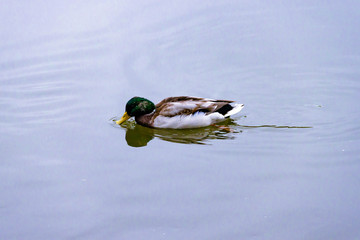 Single brown wild male mallard duck swimming on the water on the background of the water surface