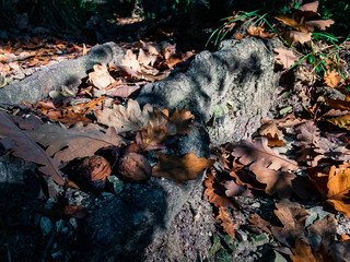 Yellow and orange fallen oak leaves lie on the ground next to a tree trunk and walnuts, lit by the autumn sun in the deciduous forest.