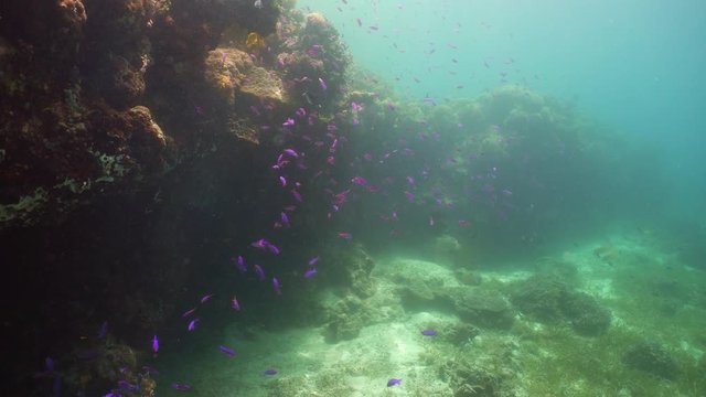 Tropical coral reef seascape with fishes, hard and soft corals. Underwater video. Camiguin, Philippines. Healthy coral reef with variety of fish and underwater wildlife. neon fish