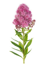 A blossoming bud on a flower stalk isolated on a white background.