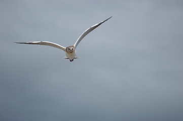 les oiseaux