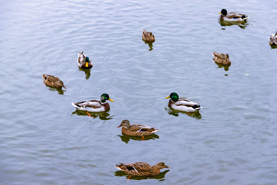 Few brown wild male female mallard ducks swimming on the water on the background of the water surface