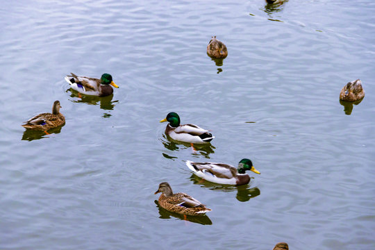 Few brown wild male female mallard ducks swimming on the water on the background of the water surface