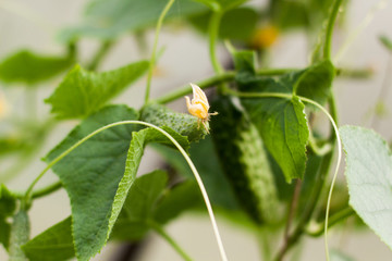 the organic cucumber
