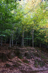 Autumn Landscape with Trees and Foliage