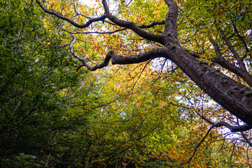 Autumn Landscape with Trees and Foliage