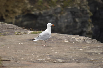 les oiseaux