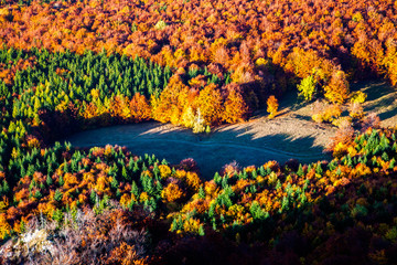 aerial view of heart shaped autumn forest and green firs - save our planet against global warming
