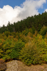 Fototapeta na wymiar Autumn Landscape with Trees and Foliage
