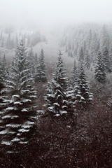 Forest in Winter