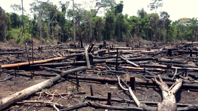 Trees burned in illegal deforestation to open area for agriculture in the Amazon rainforest. Concept of deforestation, environmental damage, climate change and global warming. Para state, Brazil.