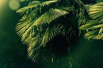 Fototapeta na wymiar palm background, tree leaves during the night