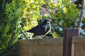 les oiseaux