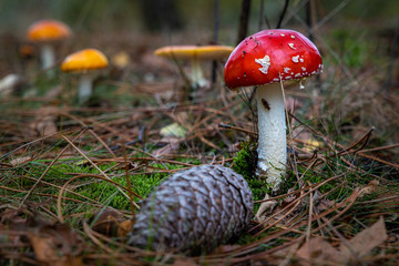 During Autumn, the most iconic toadstool or mushroom is the Fly Amanita. With their red hat and white spots, they stand out from the environment. Can be found in the parks and woods.