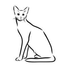 illustration of a cat