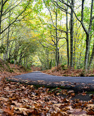 Obraz na płótnie Canvas Estrada coberta de folhas no outono 