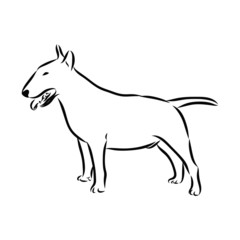 vector illustration of a dog, bull terrier 